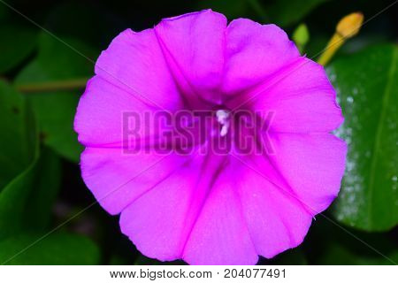 image took of a flower in Cuba beach