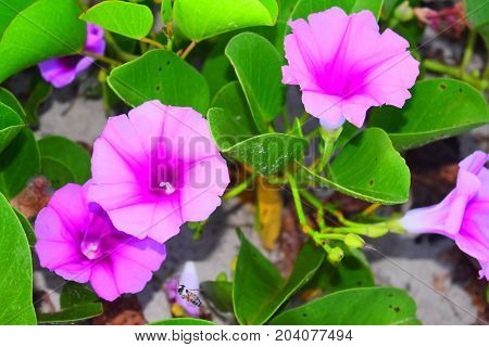 image took of a flowers in Cuba beach