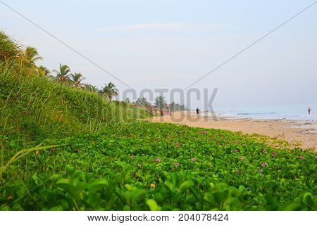 image took of a flower in Cuba beach