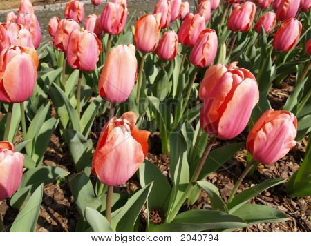 Pinktulips