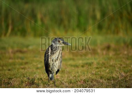 image took of a bird behind Cuba beach