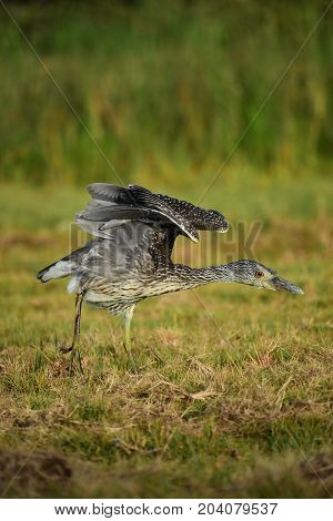 image took of a bird behind Cuba beach