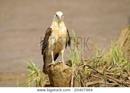 Caracara cabeza amarilla