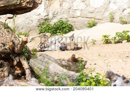 Striped hyena rests after night hunting, on hot African sand in the early morning