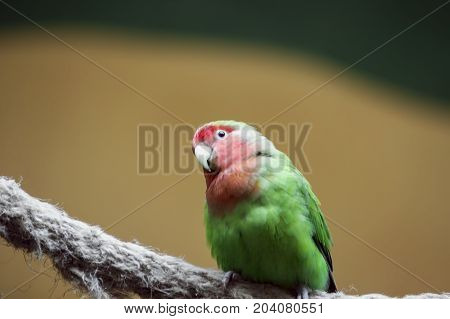 yellow-naped amazon parrots Amazonia National Park in the territory of Itaituba municipality in the state of Para near the borders of the state of Amazonas.