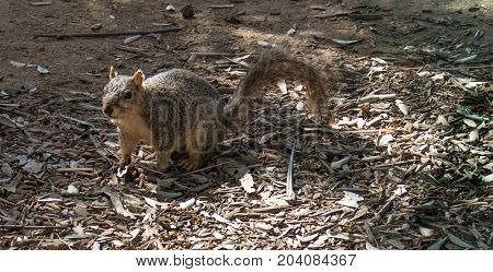 Erdhörnchen Eichhörnchen Erdmännchen Tiere  Californien Santa Monica