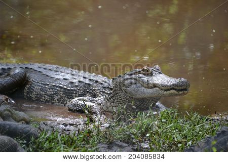 young gators can be distinguished by size and color