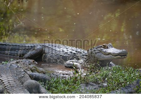 young gators can be distinguished by size and color