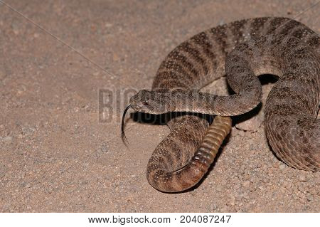 The tiger rattlesnake is a small but highly venomous species of pit viper.
