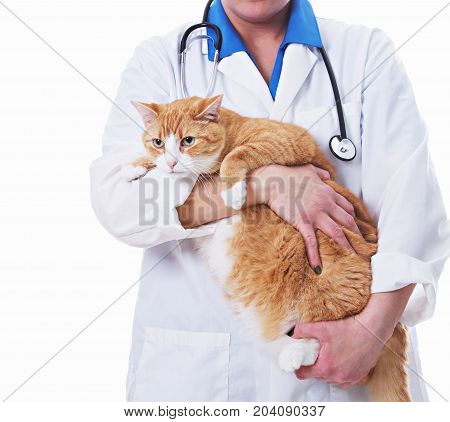 cat with a veterinarian isolated on white background.