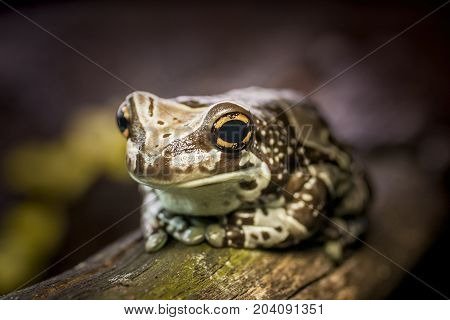 Colorful frog on wood with big eyes. Macro toad close up