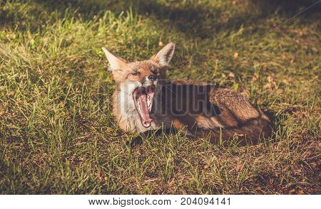 Young Red Fox (Vulpes vulpes) makes funny faces while relaxing in late afternoon sun, vintage garden setting