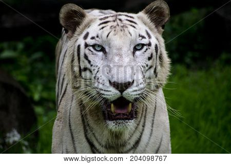 rare white bengal tiger looking straight with open mouth showing teeth majestic close up view with nice dark green background