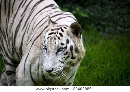 rare white bengal tiger looking majestic close up view looking back