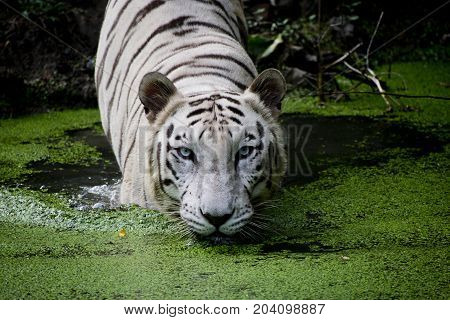 rare white bengal tiger swimming in water looking straight into eyes with black dtrikes