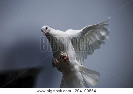 white pigeon flying in the blue sky in air