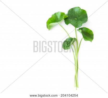 Closeup leaf of Gotu kola Asiatic pennywort Indian pennywort on white background with water drop herb and medical concept