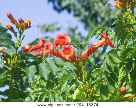 Flowers of Trumpet creeper or Campsis radicans close-up selective focus shallow DOF.