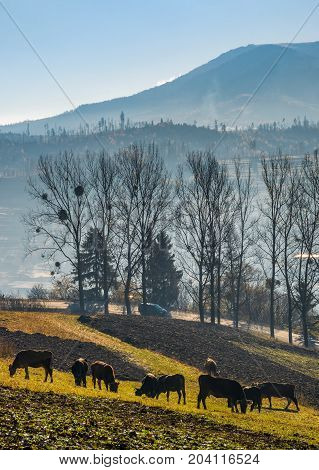 Cow Grazing On Hillside In Autumnal Countryside