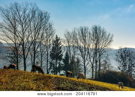 Cow Grazing On Hillside In Autumnal Countryside