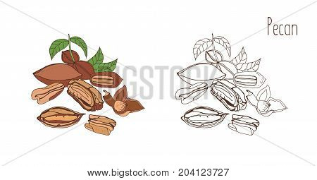 Colored and monochrome drawings of pecan in shell and shelled with leaves. Delicious edible drupe or nut hand drawn in elegant vintage style. Natural vector illustration