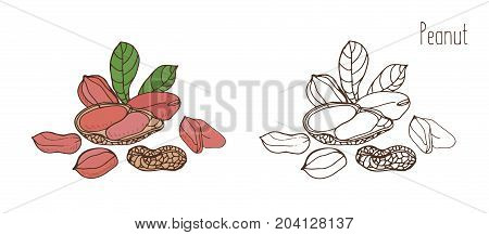 Colored and monochrome drawings of peanut in shell and shelled with leaves. Delicious edible drupe or nut hand drawn in elegant vintage style. Natural vector illustration