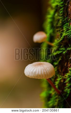 Small mushrooms grow on decayed tree trunk with green moss in national park of Thailnd selectively focus