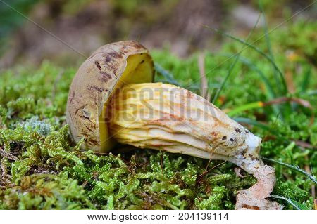 a boletus ferrugineus mushroom in the woods