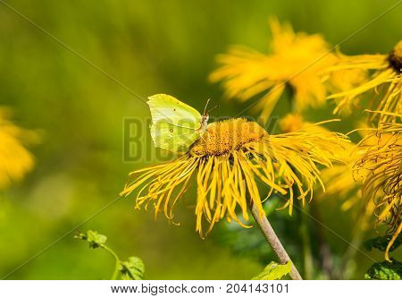 Heartleaf Oxeye with yellow petals Telekia Speciosa and green butterfly