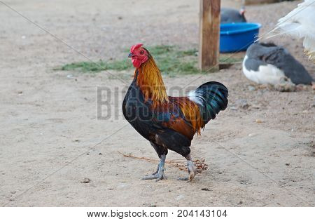 Cock brahma. color, dunghill , close up