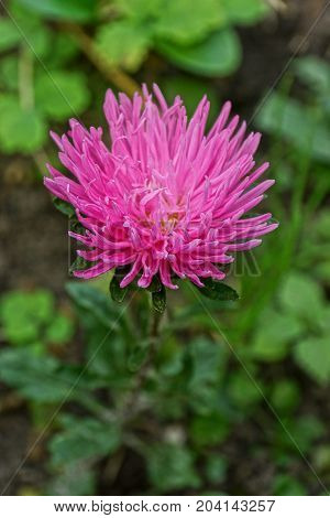 beautiful red flower among the green vegetation in the garden