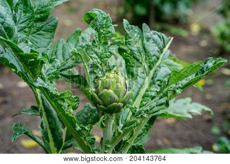 Artichoke plant growing in vegetable garden. The artichoke itself grows up in the middle of the plant
