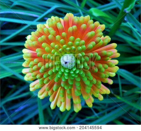 Kniphofia / Red Hot Poker from Above in the Grass