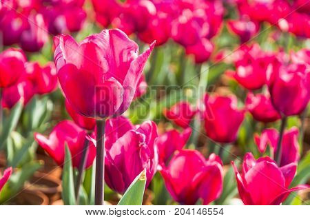 Beautiful tulips flower close up in garden