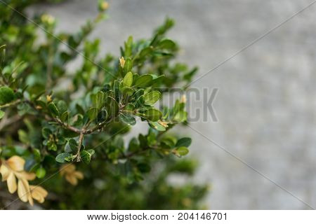 meditteranean bush plant close up side view green leaf