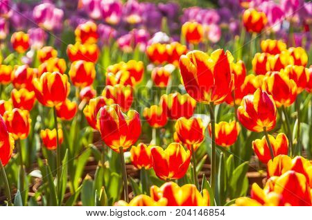 Beautiful tulips flower close up in garden