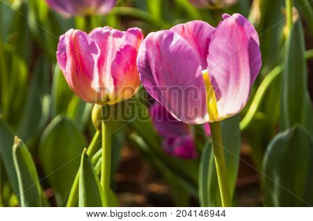 Beautiful tulips flower close up in garden