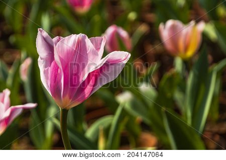 Beautiful tulips flower close up in garden