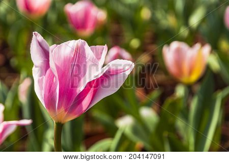 Beautiful tulips flower close up in garden