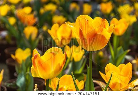 Beautiful tulips flower close up in garden