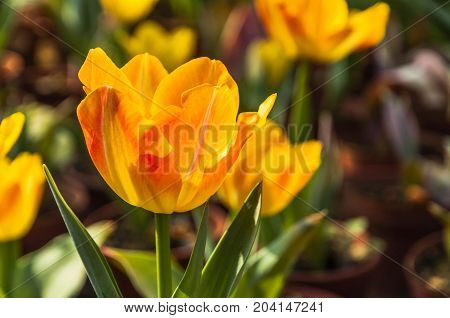Beautiful tulips flower close up in garden