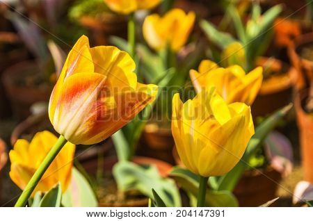 Beautiful tulips flower close up in garden
