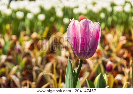 Beautiful tulips flower close up in garden