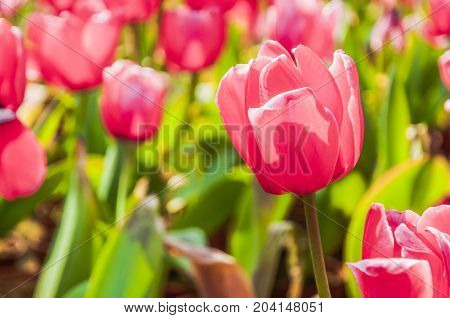 Beautiful tulips flower close up in garden