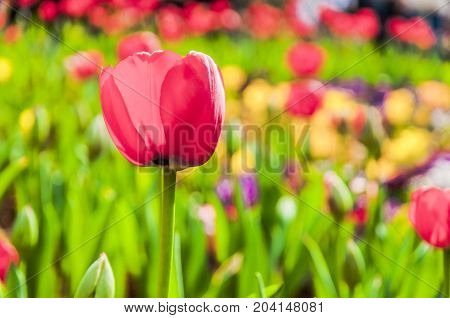 Beautiful tulips flower close up in garden
