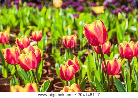 Beautiful tulips flower close up in garden