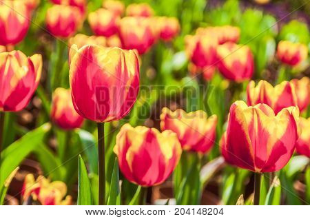 Beautiful tulips flower close up in garden
