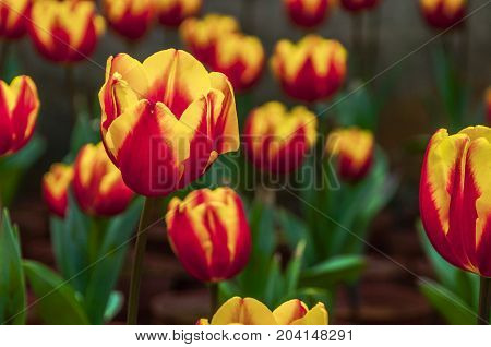 Beautiful tulips flower close up in garden
