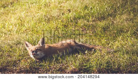 Young Red Fox (Vulpes vulpes) makes funny faces while relaxing in late afternoon sun, vintage garden setting