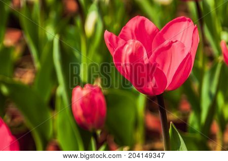 Beautiful tulips flower close up in garden